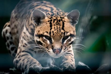 do ocelots make good pets|are ocelots friendly.